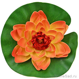Декоративное растение Водяная лилия оранжевая 20