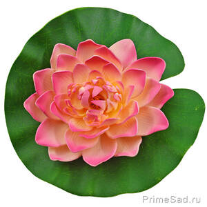 Декоративное растение Водяная лилия розовая 20