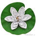 Декоративное растение Водяная лилия белая 20