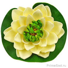 Декоративное растение Водяная лилия кремовая 14.5