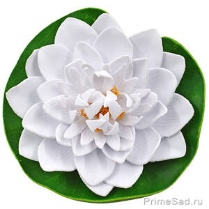 Декоративное растение Водяная лилия белая 14.5