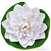 Декоративное растение Водяная лилия белая 14.5