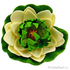 Декоративное растение Водяная лилия кремовая 10.5