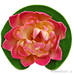 Декоративное растение Водяная лилия розовая 10.5