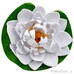 Декоративное растение Водяная лилия белая 10.5