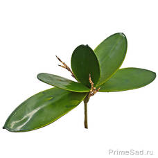 Декоративное растение Осока